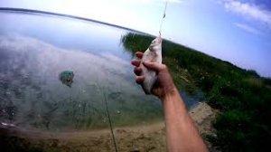 Рыбалка Некрасовские озёра - Что клюёт,на что клюёт,как клюёт!