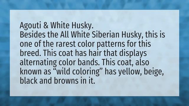 What is the rarest husky? смотреть онлайн