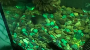 Тернеция рыбка