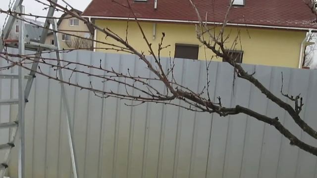 ОБРЕЗКА ПЕРСИКА ВЕСНОЙ. Как бороться с переодичностью плодоношения. смотреть онлайн