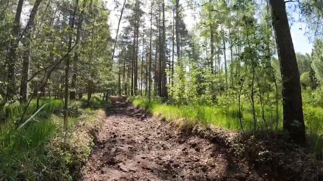 Прогулки по лесу |Тропинки перепаханы, гуляю где получится. смотреть онлайн