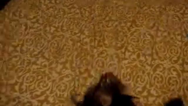 Мой кот Вегас смотреть онлайн