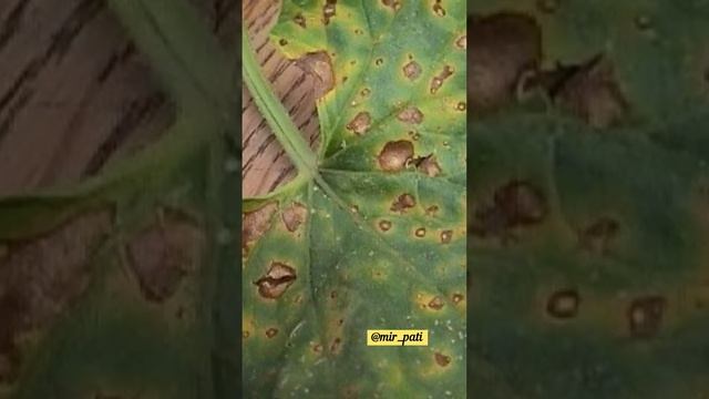 ЛИСТЬЯ ГЕРАНИ СОХНУТ И ПОКРЫТЫ ПЯТНАМИ#герань #пеларгония #комнатныерастения #растения смотреть онлайн