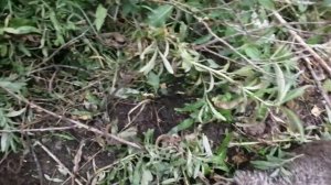 Охота на барсука проходным капканом КП-180.Первая установка сезона.