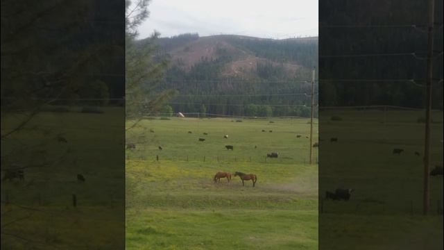 Cows, horses, birds смотреть онлайн
