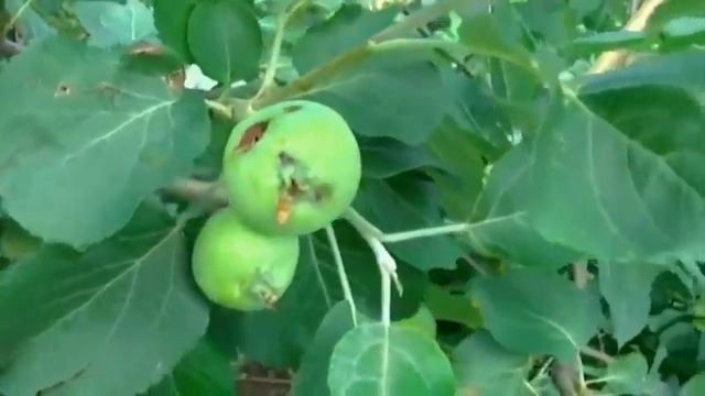 Июнь: белые ночи, яблоки, град... смотреть онлайн