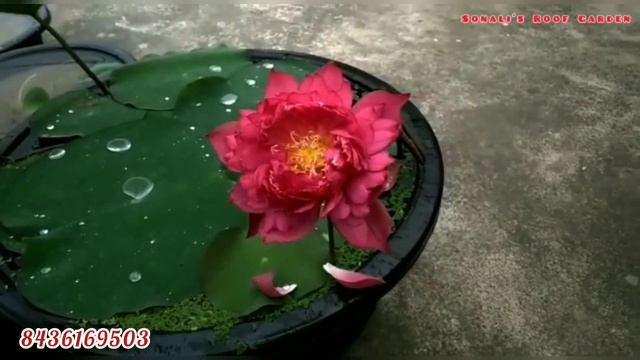 Lotus Red Phillip. Beautiful Red Lotus. Large Caltivar Lotus. ❤️🌱💞 смотреть онлайн