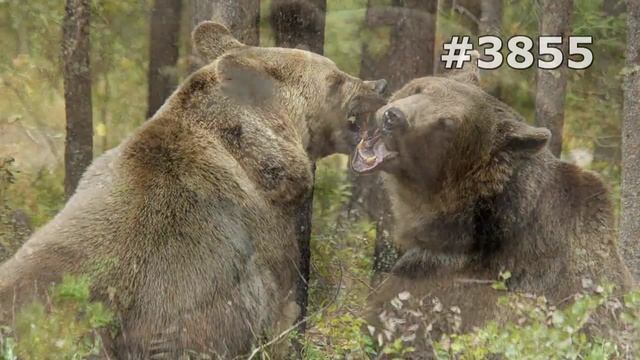 #3855. Медведи (В мире животных) смотреть онлайн