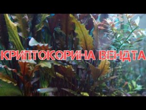 КРИПТОКОРИНА ВЕНДТА. СОДЕРЖАНИЕ И РАЗМНОЖЕНИЕ В АКВАРИУМЕ