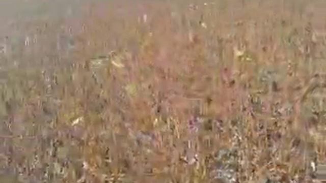 Соя без жодного дощю врожайністю під 30ц.га смотреть онлайн