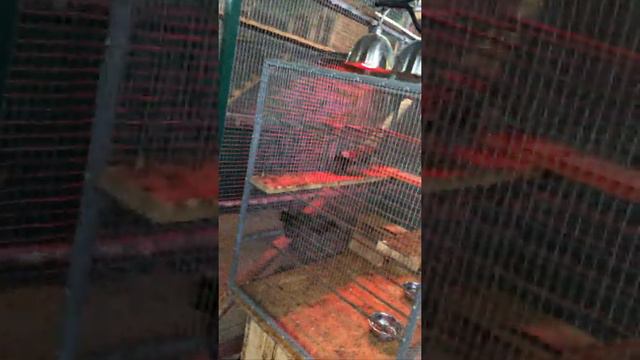 Зимний зоопарк, террариум. смотреть онлайн