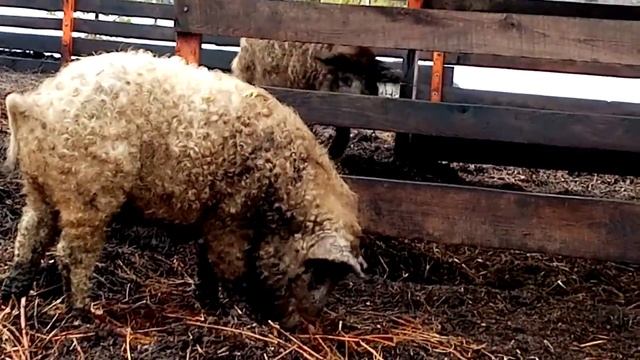 Поросята породы Венгерская Мангалица смотреть онлайн