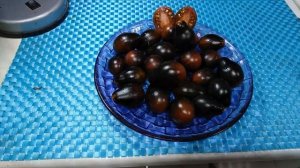 Обзор коллекционного сорта томата ГОЛУБЫЕ КЛЮЧИ.  ЧАСТЬ 6