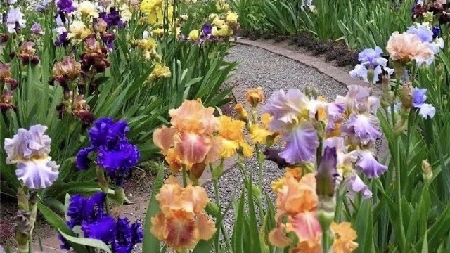 ИРИСЫ. ИНТЕРЕСНОЕ. КЛАССИФИКАЦИЯ. КРАСИВАЯ ЛЕГЕНДА. ОБЗОР СОРТОВ. Irises. Beautiful varieties. смотреть онлайн