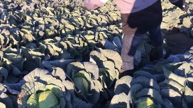 Капуста Мензания F1 (Menzania F1) для переработки с великолепным вкусом - лучшее от Seminis смотреть онлайн