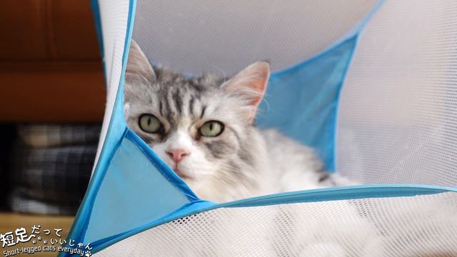 無くしていた物で大いに楽しんだ猫たち Cats who found lost things and enjoyed it a lot. смотреть онлайн