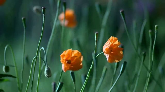 Виды растений смотреть онлайн