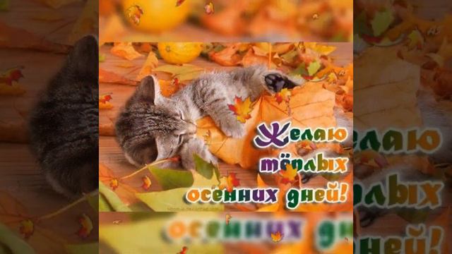 С Добрым Утром! С Первым Днём ОСЕНИ🍁🍁🍂 Прекрасного Дня🌺 #сдобрымутром #спервымднемосени #осень