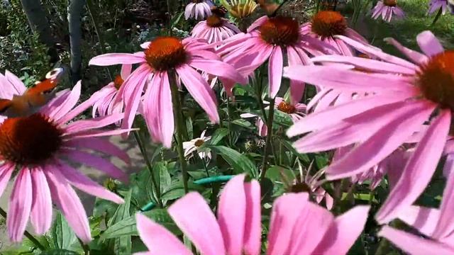 Бабочки и эхинацея. Сад ландшафтного дизайнера Марины Ивановой. смотреть онлайн