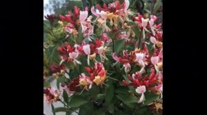 #Жимолость вьющаяся3 Декоративные #лианы6 #многолетники Декоративные растения