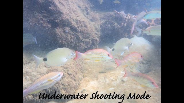 Olympus Tough TG-6 Camera Review with PT-059 Water Proof Housing Scuba Picture Slideshow And 4K смотреть онлайн