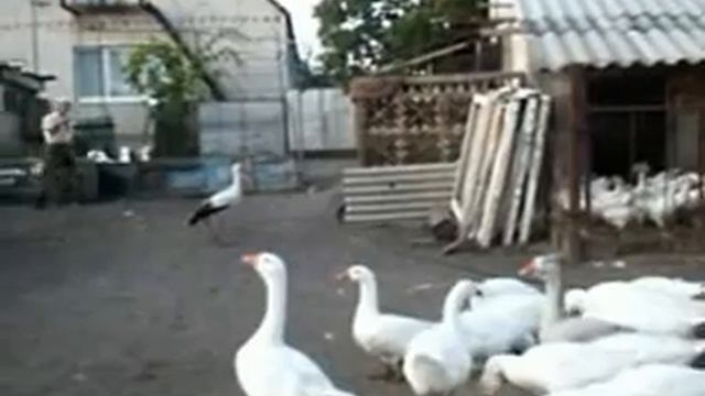 Домашний аист смотреть онлайн