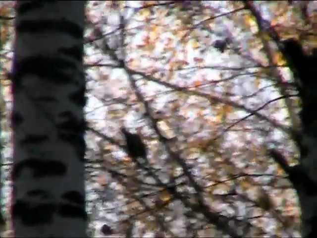 Осень,Рябчик, Лось... смотреть онлайн