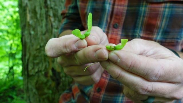 Tree Talk: Sugar Maple смотреть онлайн