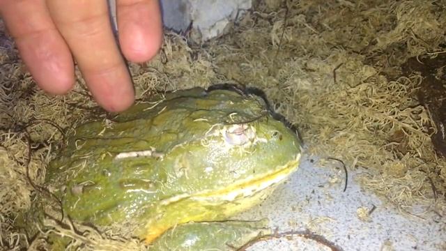 ЛЯГУШКА ВОДОНОС ЕСТ! Трапеза зубастой лягушки! смотреть онлайн