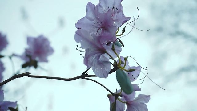 Магнолии цветут. Киевский ботсад 2017. Spring magnolia blossom. Kyiv Botanical Garden. смотреть онлайн