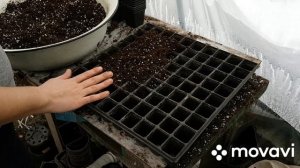 Сажаем гацанию. Грунт, полив, горшки.