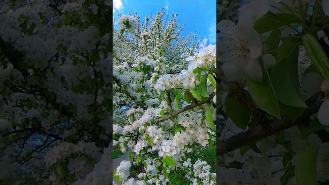 #ботаническийсад #самара #самарскаяобласть #весна #цветы смотреть онлайн