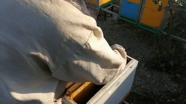 СЛАБЫЕ СЕМЬИ СБОРКА ГНЕЗДА В ЗИМУ. смотреть онлайн