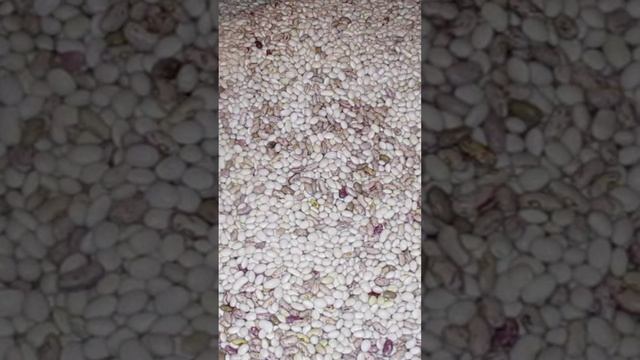 Ну ничего себе... Вот такой вот урожай фасоли у нас в этом году!!! #shorts