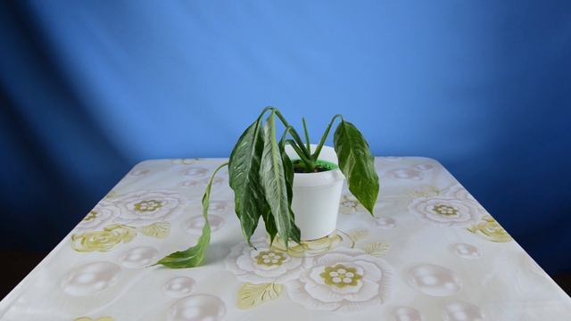 завял спатифиллум джемени | спасаю растение смотреть онлайн