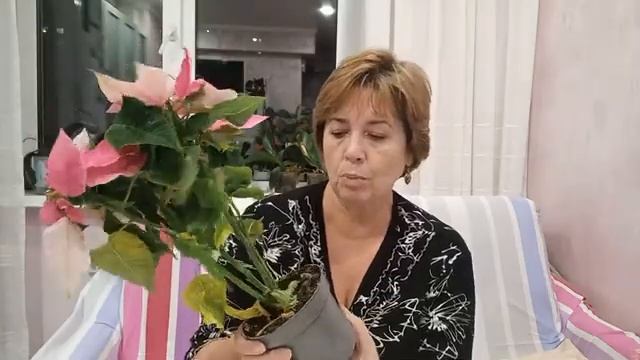 Продолжаю собирать коллекцию Пуансеттий (Рождественская звезда) смотреть онлайн