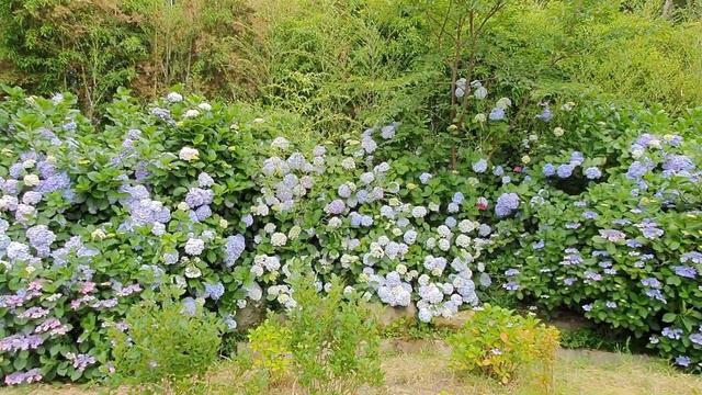 Musim Panas di Korea Liat Bunga 수국꽃 sugugkkoch // Bunga hydrangea // BAGUS BGT смотреть онлайн