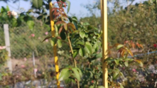 Hoa hồng ngoại The Generous Gardener rose смотреть онлайн