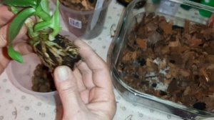 Посадка Сортовых  Орхидея Дендробиум фаленопсис | Burana Sunchine'red; Nopporn Starbright; Lady Pin