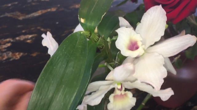 Орхидеи в феврале. Фаленопсис, Венерин башмачек, беллара, дендробиум. Цветоносы зимой. смотреть онлайн