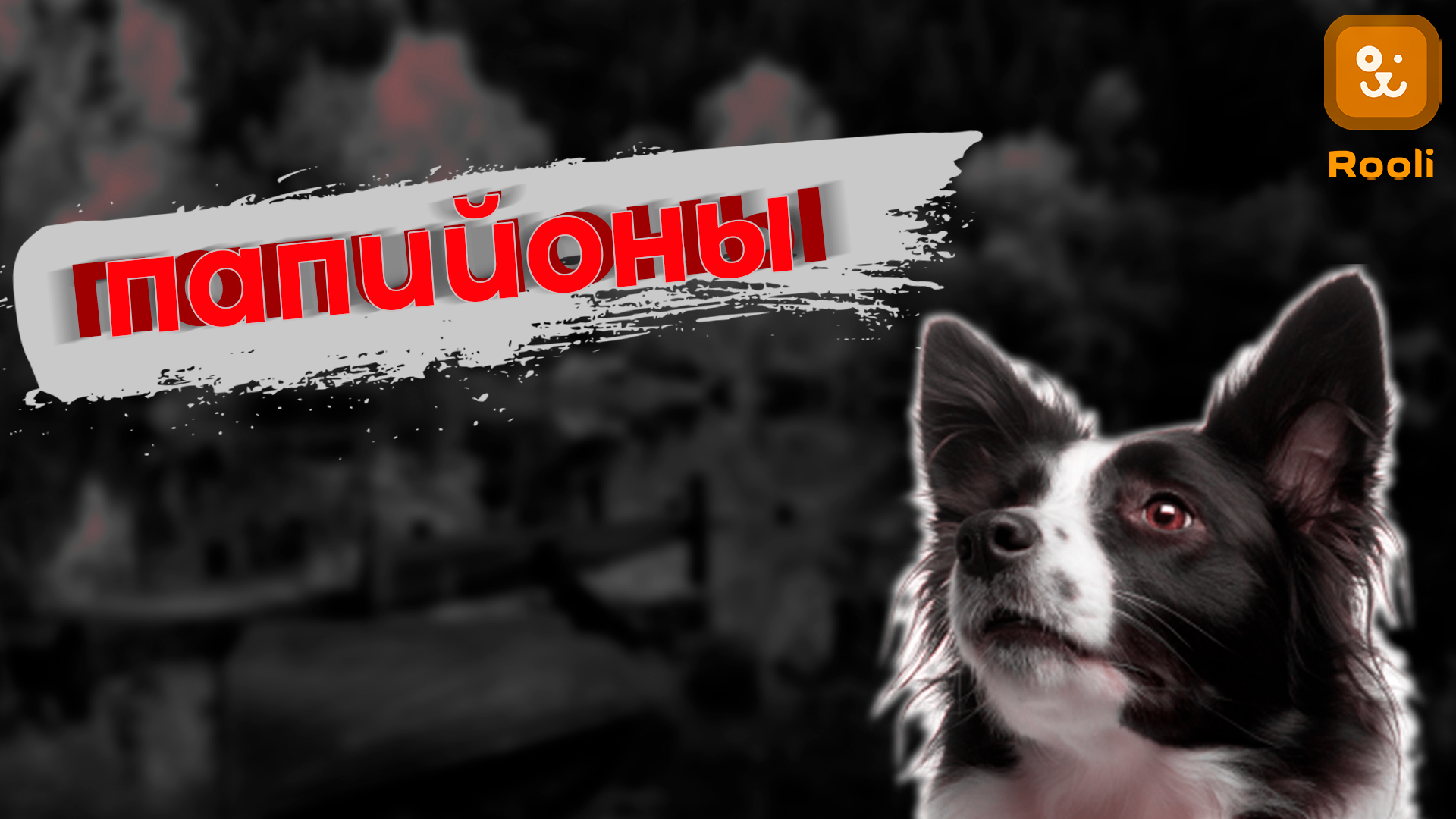 Папийоны: Короли Собачьего Мира" – рассказ о популярной породе собак, их характере и уходе. смотреть онлайн