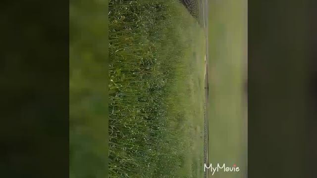 Ячмінь викинув колос, будемо косити на сіно смотреть онлайн