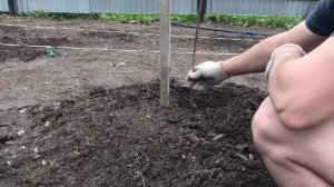 уДачная посадка персика в Подмосковье на холм. Персик отлично принялся!