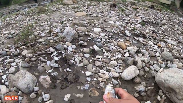 Рыбалка в Горной Реке на донку. Кто знает это что за рыба. смотреть онлайн