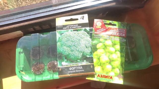 Моя первая капуста . РАССАДА в мини-парнике с торфяными таблетками. Брокколи и другие ВИДЫ смотреть онлайн