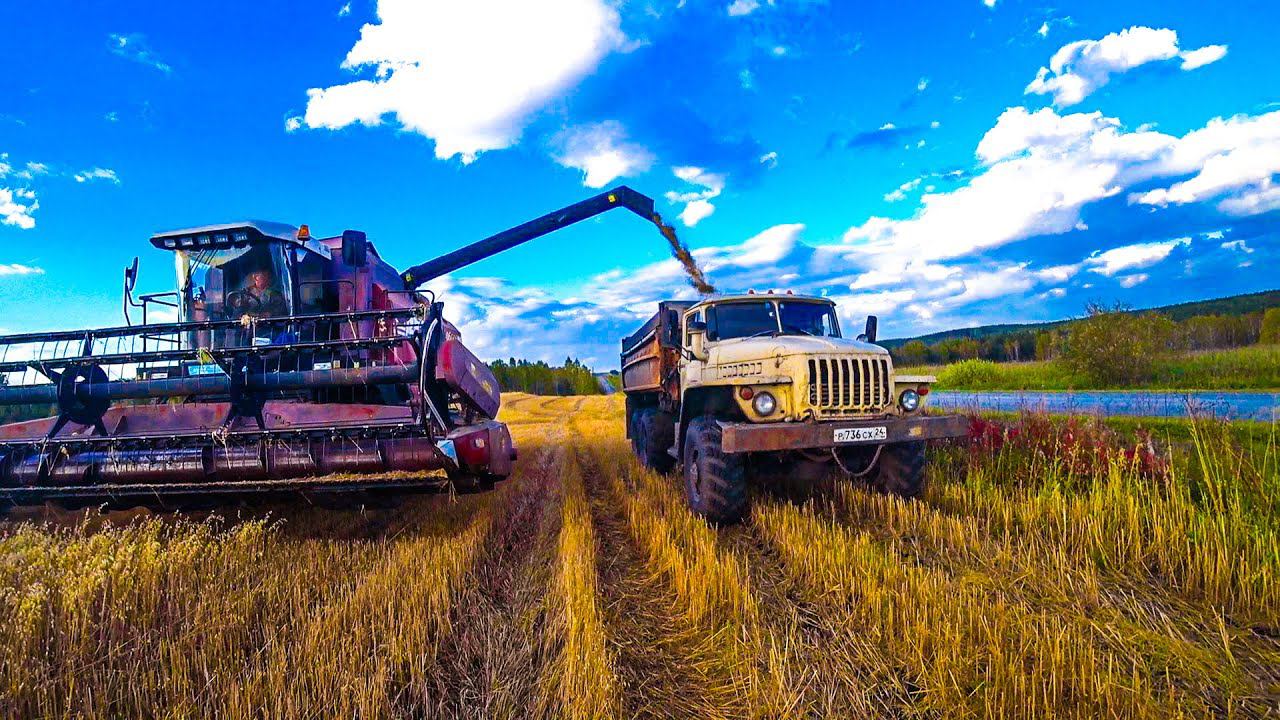 Уборочная, 4 день. Убираем овес в очень сильный ветер, не можем попасть шнеком в машину без потерь. смотреть онлайн