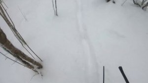 Охота в Беларуси на кабана с русско-европейскими лайками#12|Wild boar hunting in Belarus withhuskie