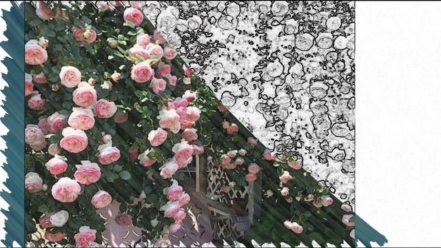Красота. Гармония. Цветы. смотреть онлайн