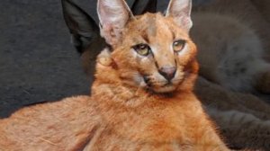 Кошка Каракал плюсы и минусы породы | Породы кошек | Порода кошек Каракал