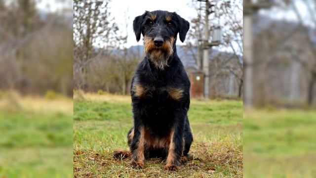 Немецкий ягдтерьер. Плюсы и минусы, Цена, Как выбрать, Факты, Уход, История смотреть онлайн